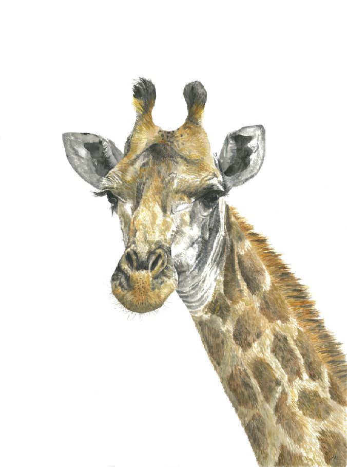 Ralph the Giraffe: Watercolour Wall Print