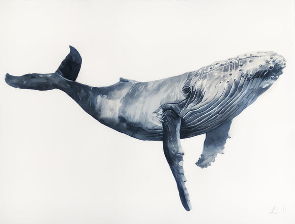 LENNOX - The Baby Hump Back Whale Original Watercolour
