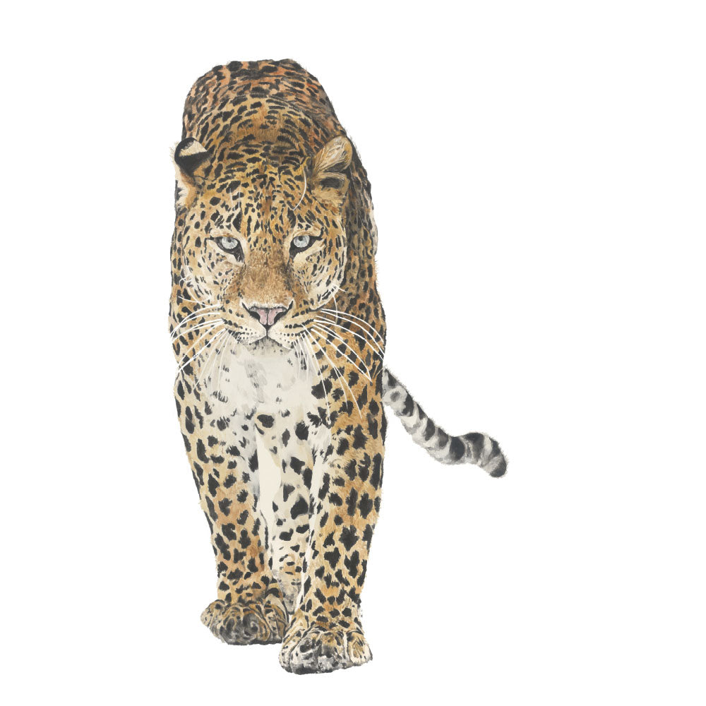 Zulu the Leopard: Watercolour Wall Print