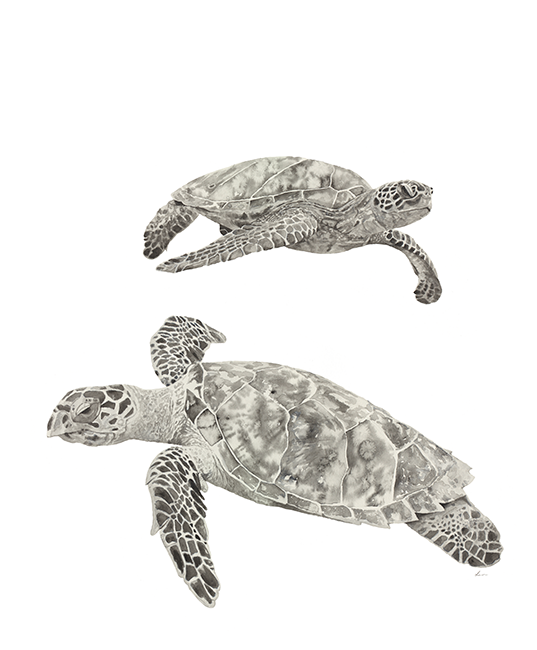 Watercolour turtles art print