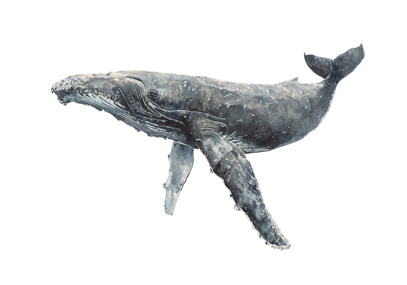 NEWPORT - The Hump Back Whale Original Watercolour