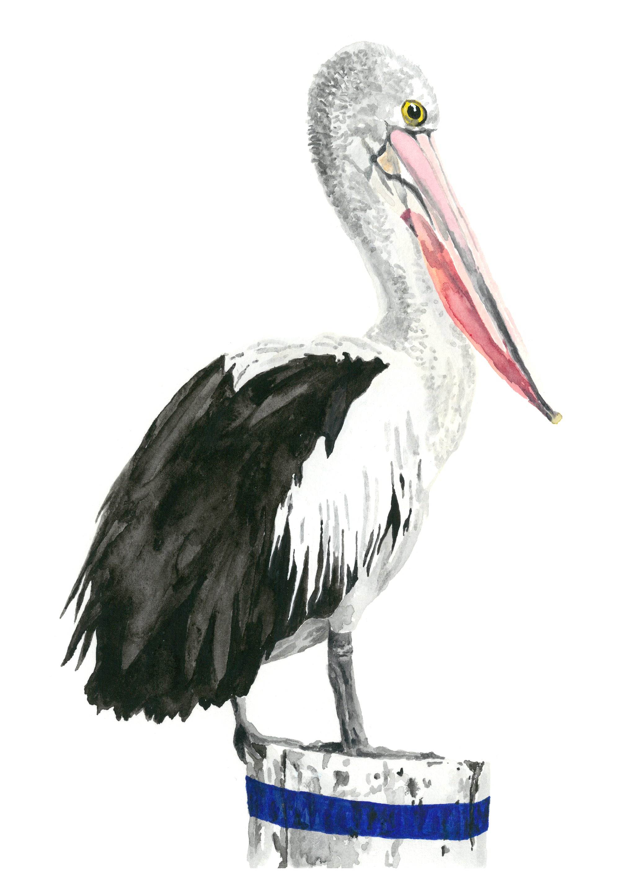 Percy the Pelican: Watercolour Wall Print