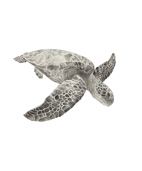 Watercolour turtle art print
