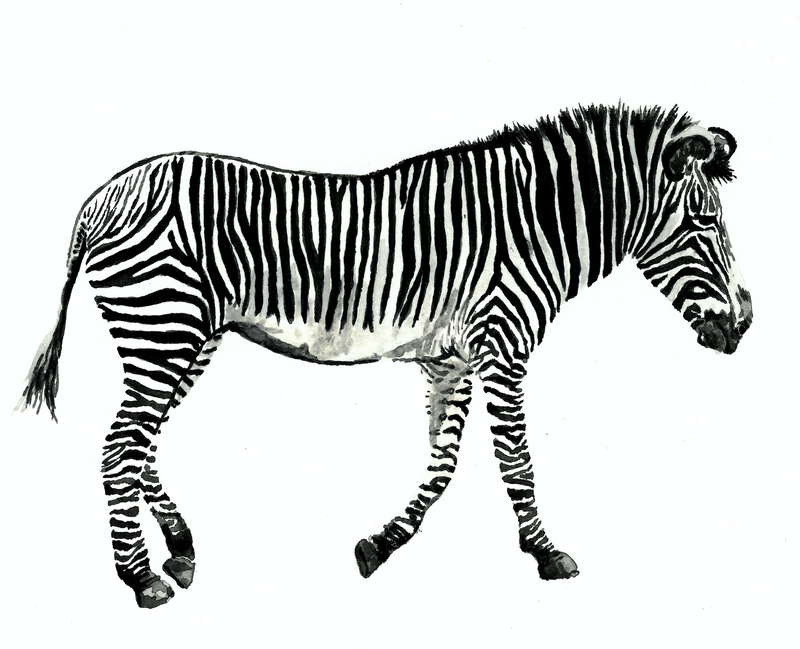 Zane the Zebra: Original Watercolour Artwork