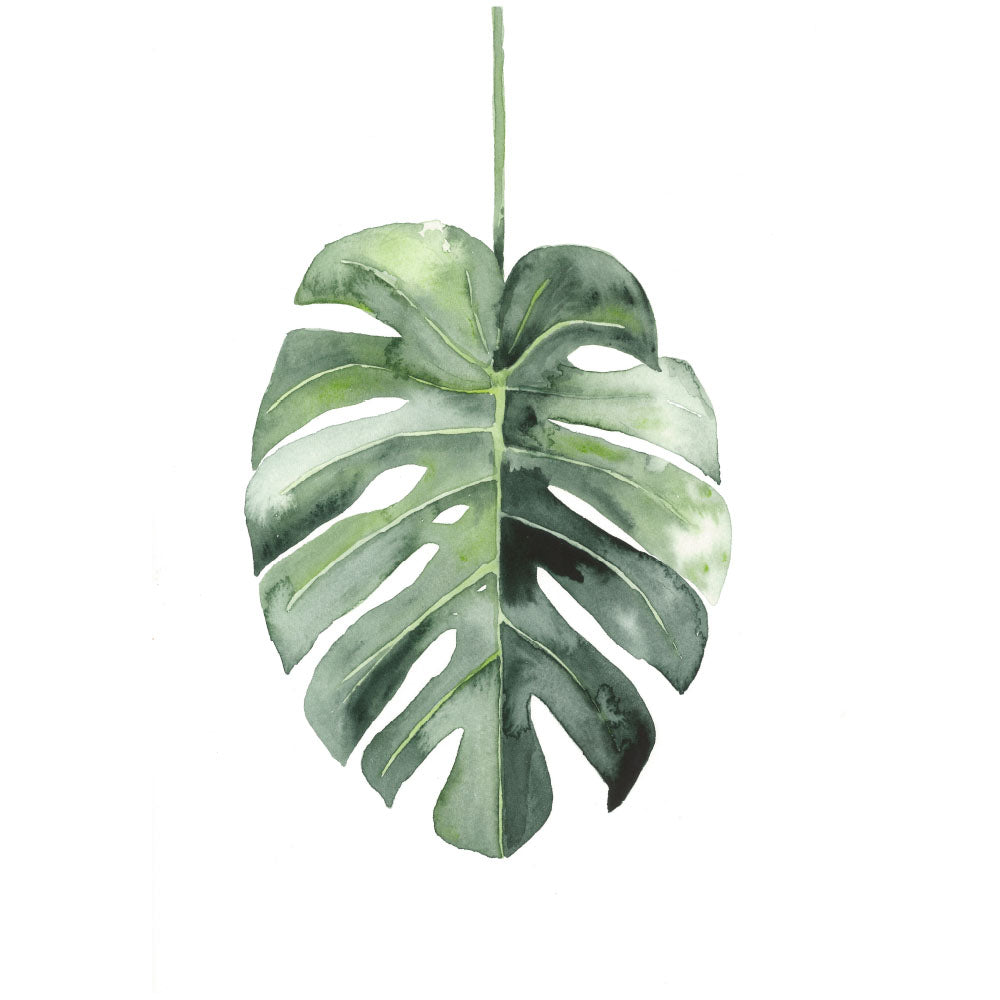 Watercolour botanical art print monstera