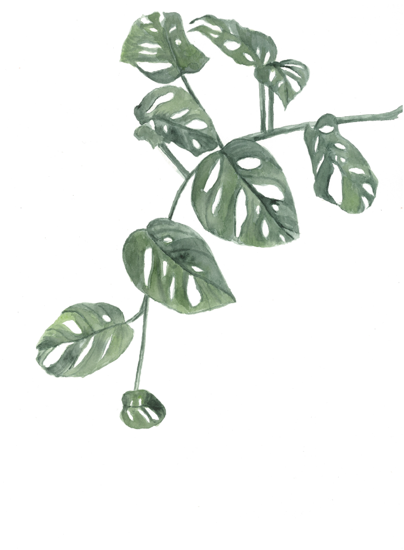 Split-Leaf Philodendron: Original Watercolour Wall Artwork