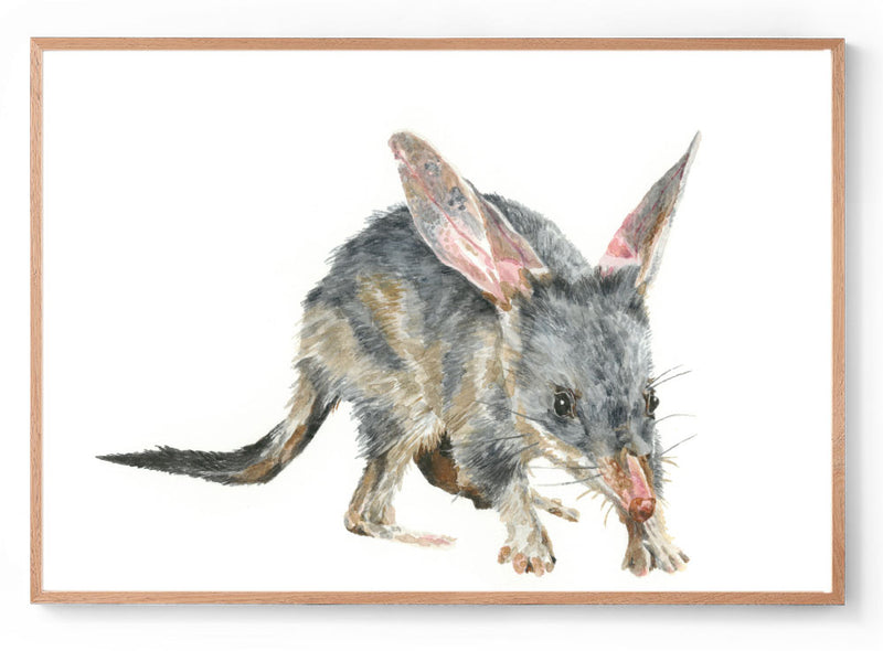 Australian animal art print oak frame