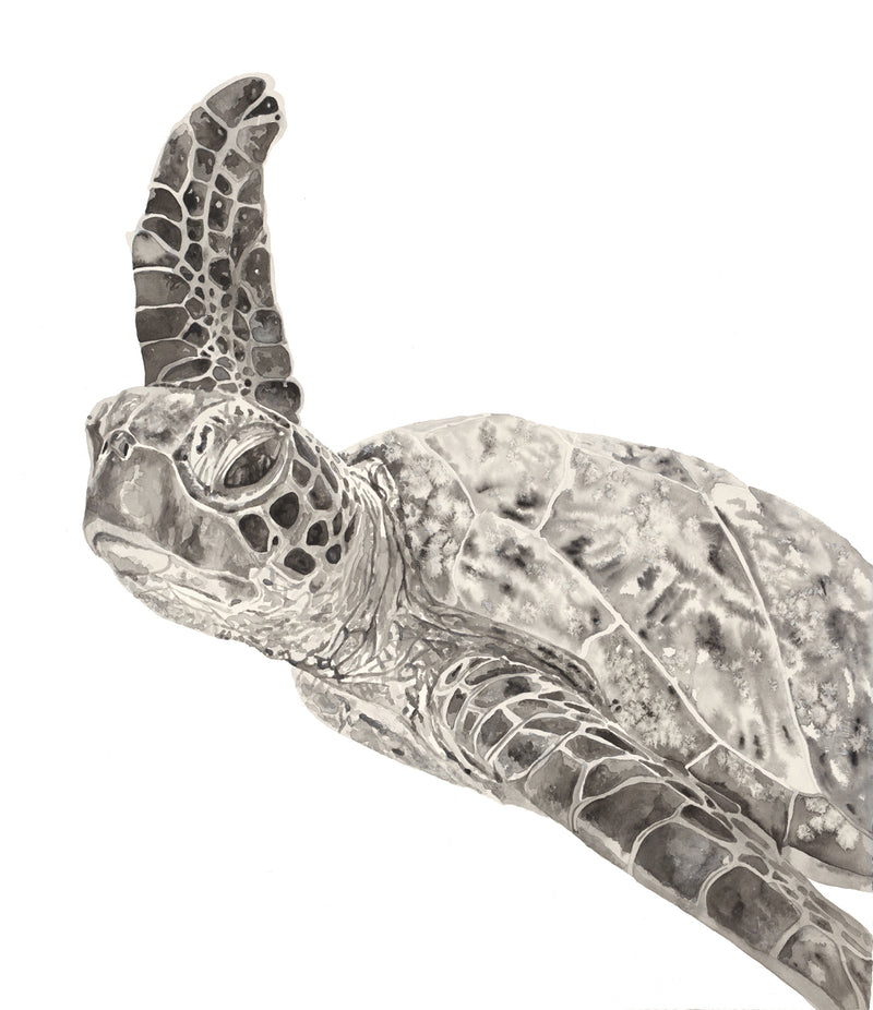 Watercolour turtle art print