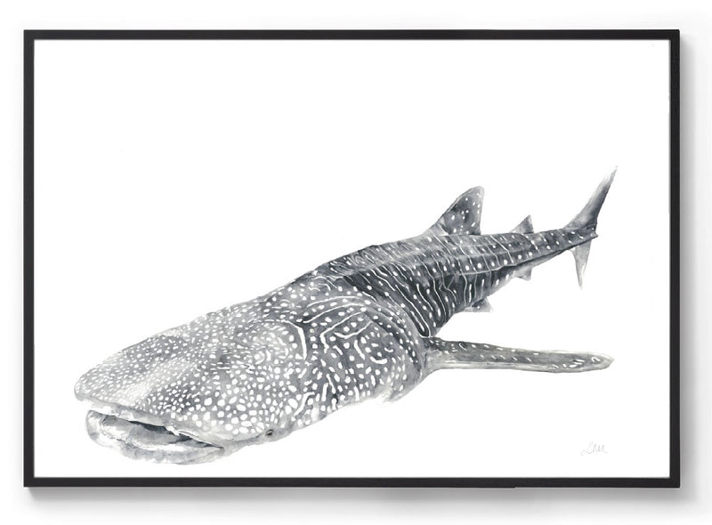 Watercolour whale shark print black frame