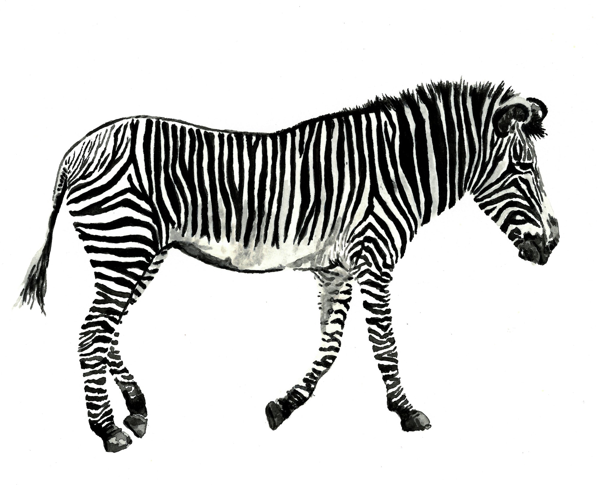 Zane the Zebra: Watercolour Wall Print