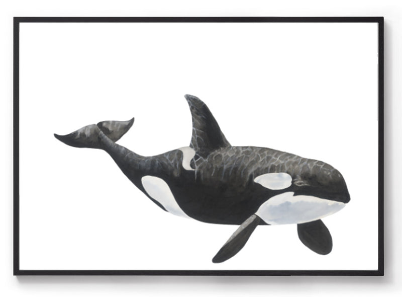 Killer whale watercolour print white frame