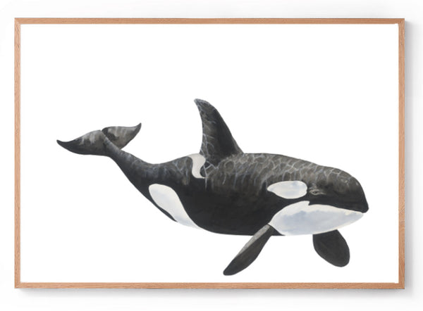 Killer whale watercolour print oak frame