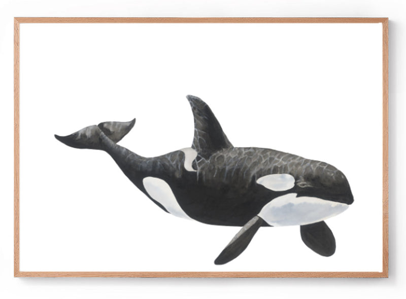 Tilikum the Orca: Original Watercolour Wall Artwork