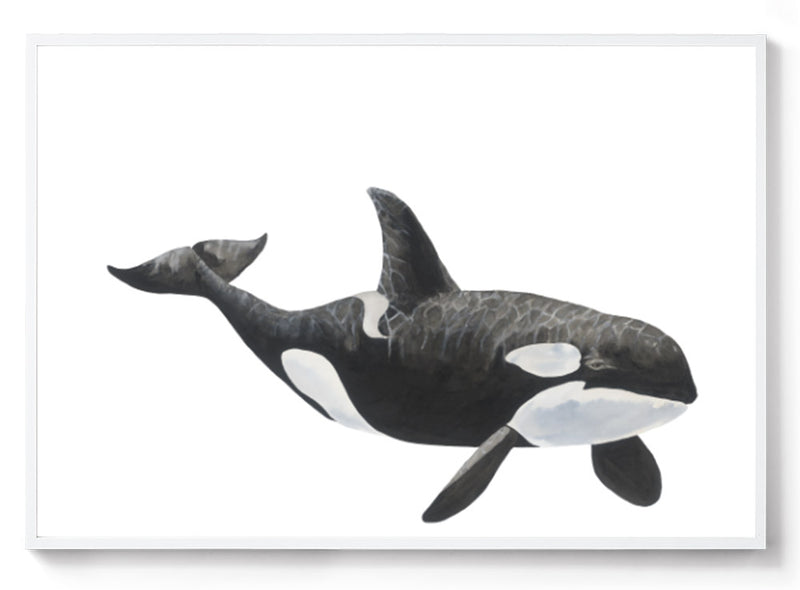 Killer whale watercolour print black frame
